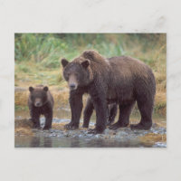 Brunbjörn, Ursus arctos, grizzlybjörn, Ursus 3