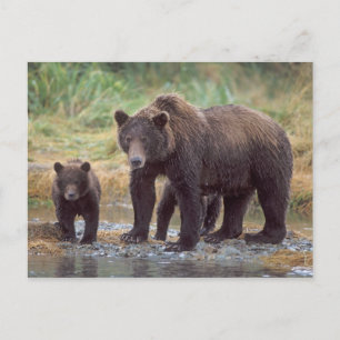 Brunbjörn, Ursus arctos, grizzlybjörn, Ursus 3 Vykort