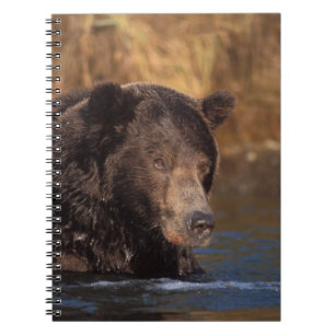 Brunbjörn, Ursus arctos, grizzlybjörn, Ursus 5 Anteckningsbok