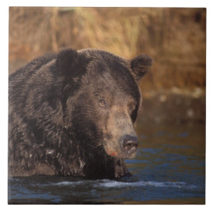 Brunbjörn, Ursus arctos, grizzlybjörn, Ursus 5 Kakelplatta