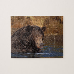 Brunbjörn, Ursus arctos, grizzlybjörn, Ursus 5 Pussel