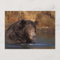 brunbjörn, Ursus arctos, grizzlybjörn, Ursus 5