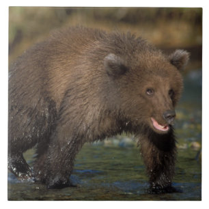 Brunbjörn, Ursus arctos, grizzlybjörn, Ursus 6 Kakelplatta
