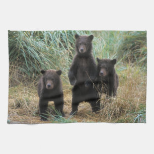Brunbjörn, Ursus arctos, grizzlybjörn, Ursus 7 2 Kökshandduk