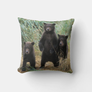brunbjörn, Ursus arctos, grizzlybjörn, Ursus 7 2 Kudde