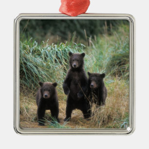 Brunbjörn, Ursus arctos, grizzlybjörn, Ursus 7 Julgransprydnad Metall