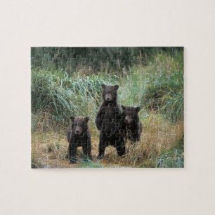 Brunbjörn, Ursus arctos, grizzlybjörn, Ursus 7 Pussel