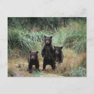 Brunbjörn, Ursus arctos, grizzlybjörn, Ursus 7 Vykort
