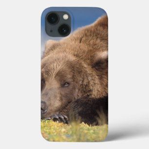 Brunbjörn, Ursus arctos, grizzlybjörn, Ursus 8
