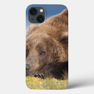 Brunbjörn, Ursus arctos, grizzlybjörn, Ursus 8
