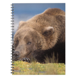 Brunbjörn, Ursus arctos, grizzlybjörn, Ursus 8 Anteckningsbok