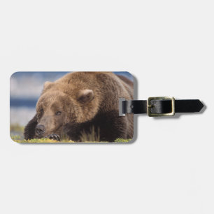 Brunbjörn, Ursus arctos, grizzlybjörn, Ursus 8 Bagagebricka