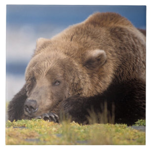 Brunbjörn, Ursus arctos, grizzlybjörn, Ursus 8 Kakelplatta