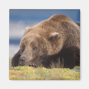 Brunbjörn, Ursus arctos, grizzlybjörn, Ursus 8 Magnet
