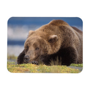 Brunbjörn, Ursus arctos, grizzlybjörn, Ursus 8 Magnet