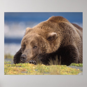 Brunbjörn, Ursus arctos, grizzlybjörn, Ursus 8 Poster