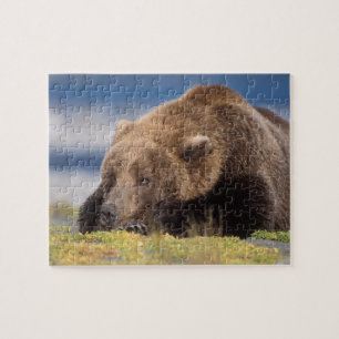 Brunbjörn, Ursus arctos, grizzlybjörn, Ursus 8 Pussel