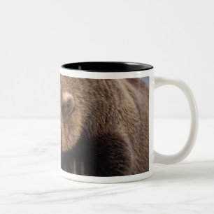 Brunbjörn, Ursus arctos, grizzlybjörn, Ursus 8 Två-Tonad Mugg