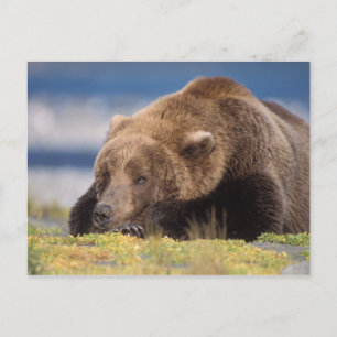 Brunbjörn, Ursus arctos, grizzlybjörn, Ursus 8 Vykort