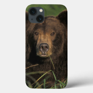 Brunbjörn, Ursus arctos, grizzlybjörn, Ursus 9