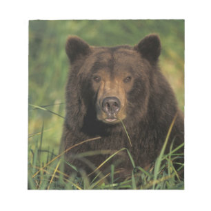 Brunbjörn, Ursus arctos, grizzlybjörn, Ursus 9 Anteckningsblock