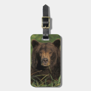 Brunbjörn, Ursus arctos, grizzlybjörn, Ursus 9 Bagagebricka