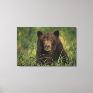 Brunbjörn, Ursus arctos, grizzlybjörn, Ursus 9 Canvastryck