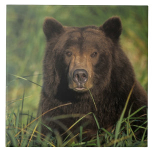 Brunbjörn, Ursus arctos, grizzlybjörn, Ursus 9 Kakelplatta