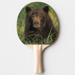 Brunbjörn, Ursus arctos, grizzlybjörn, Ursus 9 Pingisracket