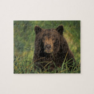 Brunbjörn, Ursus arctos, grizzlybjörn, Ursus 9 Pussel