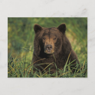Brunbjörn, Ursus arctos, grizzlybjörn, Ursus 9 Vykort