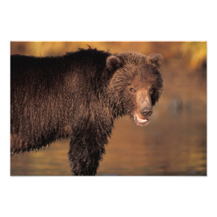 Brunbjörn, Ursus arctos, grizzlybjörn, Ursus Fototryck