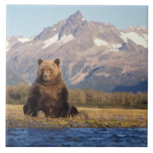 Brunbjörn, Ursus arctos, grizzlybjörn, Ursus Kakelplatta