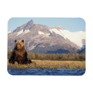 brunbjörn, Ursus arctos, grizzlybjörn, Ursus Magnet