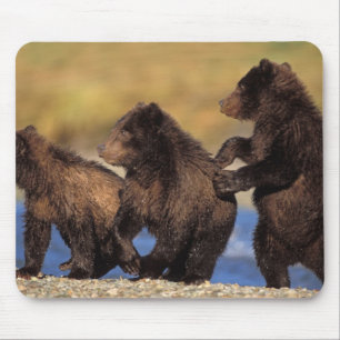 Brunbjörn, Ursus arctos, grizzlybjörn, Ursus Musmatta