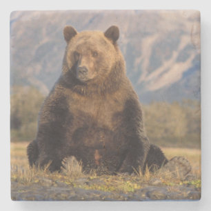 Brunbjörn, Ursus arctos, grizzlybjörn, Ursus Stenunderlägg