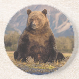 Brunbjörn, Ursus arctos, grizzlybjörn, Ursus Underlägg Sandsten