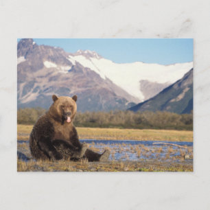 Brunbjörn, Ursus arctos, grizzlybjörn, Ursus Vykort