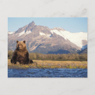Brunbjörn, Ursus arctos, grizzlybjörn, Ursus Vykort