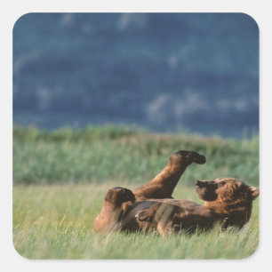 Brunbjörnar på lek, Ursus arctos, Alaska Fyrkantigt Klistermärke