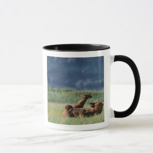 Brunbjörnar på lek, Ursus arctos, Alaska Mugg
