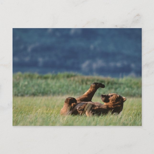 Brunbjörnar på lek, Ursus arctos, Alaska Vykort (Framsida)
