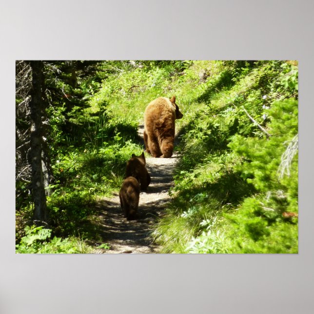 Brunbjörnsfamilj Poster (Framsidan)