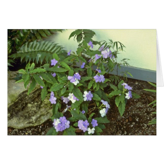 Brunfelsia Pauciflora Eximia (igår, i dag & T Hälsningskort (Framsidan Horizontal)