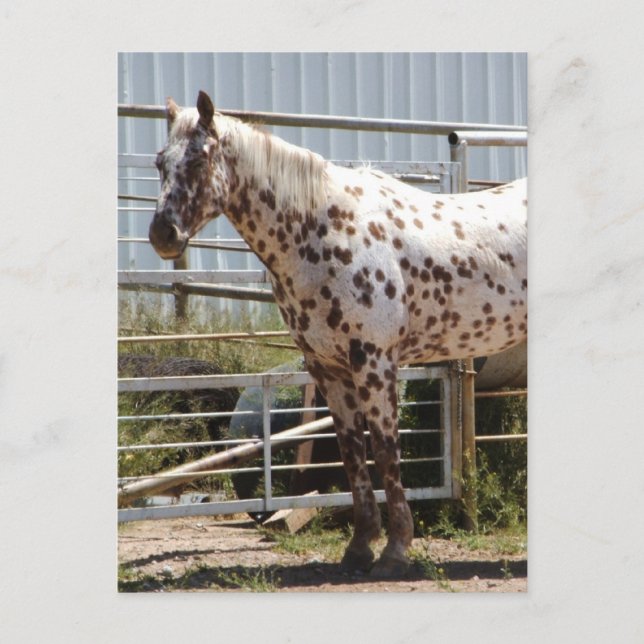 Brunfläckad Appaloosa-häst Vykort (Framsida)