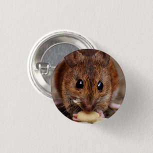 Brunmus Eating Peanut Close-up Knapp