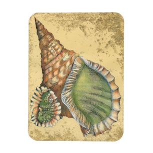 Brunn och Grönt Seashell Magnet