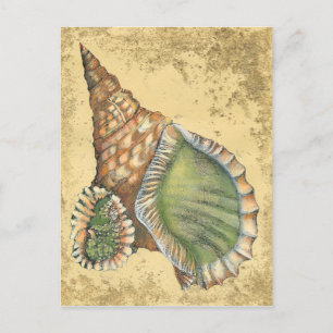 Brunn och Grönt Seashell Vykort