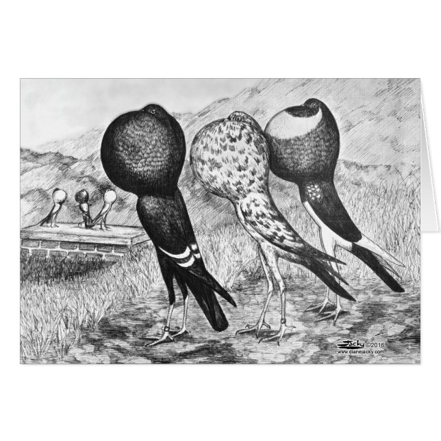 Brunner Pouter Pigeons OBS Kort (Framsidan Horizontal)