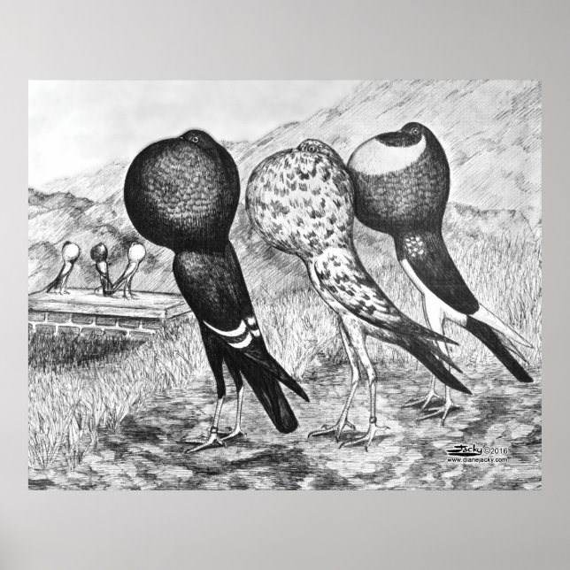 Brunner Pouter Pigeons Poster (Framsidan)